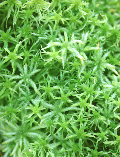 Sphaigne vivante - Sphagnum cristatum Plante carnivore