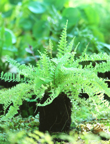 Athyrium spicatum 'chiseled' raciné en xaxim