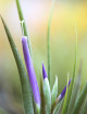 Tillandsia Circinata fille de l'air