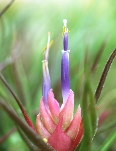 Tillandsia pruinosa - 8 à 10 cm fille de l'air