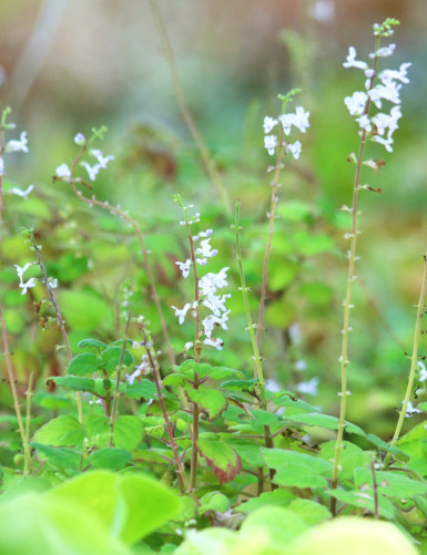 Terrarium plants of Plectranthus ernestii