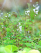 Terrarium plants of Plectranthus ernestii