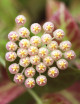 Fleur de porcelaine Hoya sp. cv Sunrise