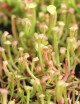 Sarracenia seeds (mix) Carnivorous plant