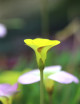 Plantes terrariums Oxalis versicolor 'Golden Cape'