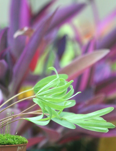 Plantes terrariums Oxalis versicolor 'Golden Cape'