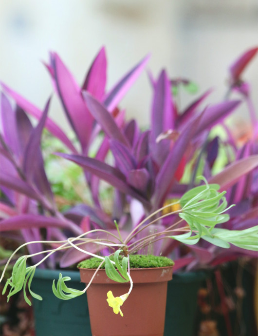 Plantes terrariums Oxalis versicolor 'Golden Cape'