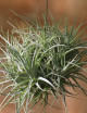 Tillandsia leonamiana touffe 35cm