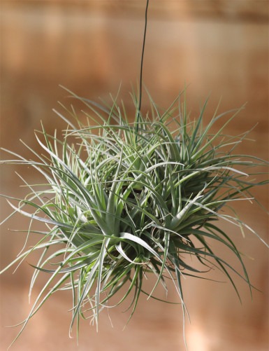 Tillandsia leonamiana touffe 35cm