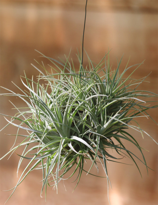 Tillandsia leonamiana touffe 35cm