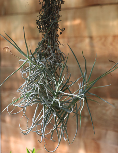 Tillandsia Duratii - 90cm