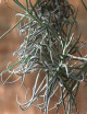 Early Tillandsia - 90cm