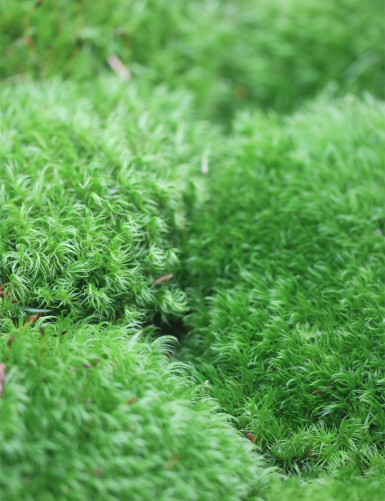 Terrarium plants Broom-shaped dicrane moss - Dicranum scoparium