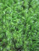 Terrarium plants Broom-shaped dicrane moss - Dicranum scoparium