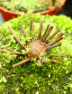 Drosera filiformis Clone 2 plante carnivore