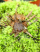 Drosera filiformis var. tracyi plante carnivore