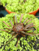 Drosera filiformis 'Florida Giant' plante carnivore