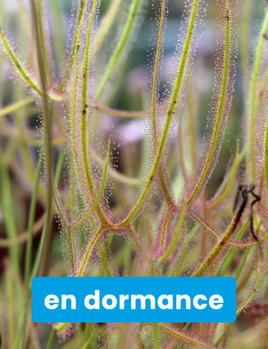 Drosera binata var. dichotoma forme géante plante carnivore