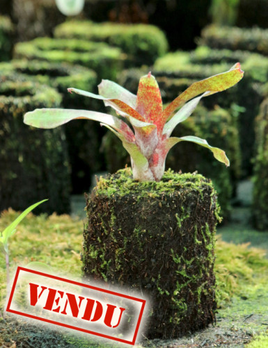 Neoregelia atlantis raciné...