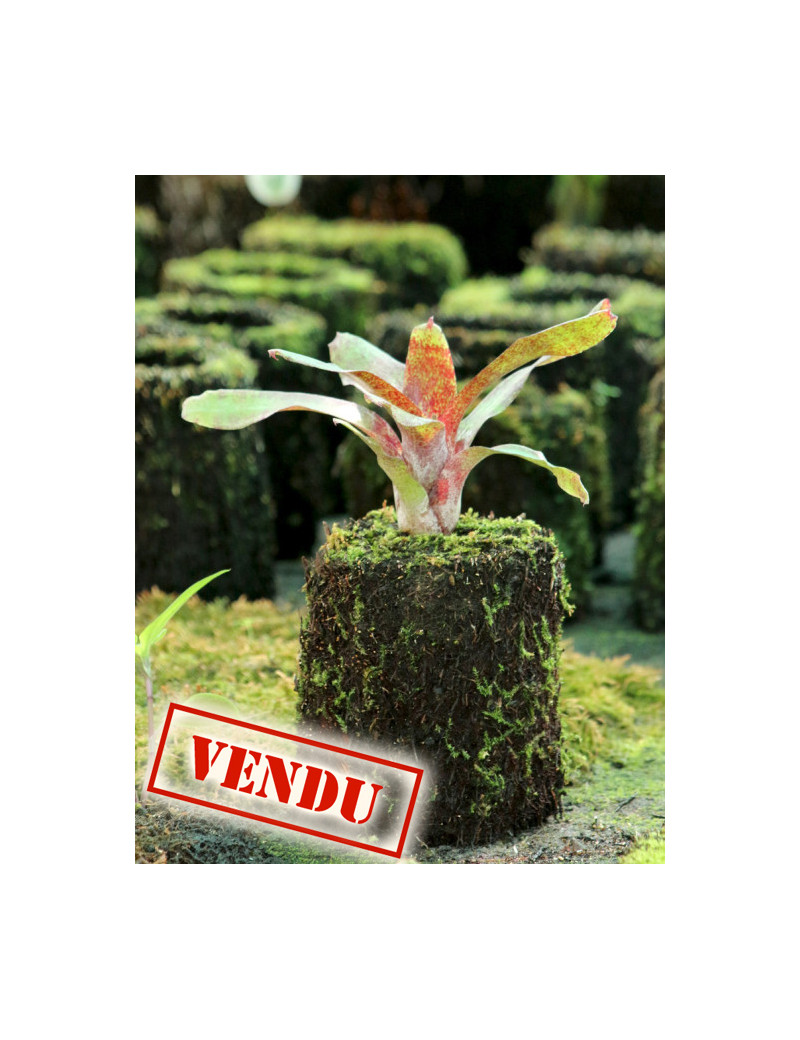 Neoregelia atlantis raciné en xaxim