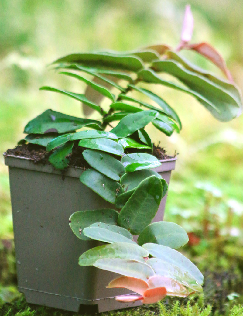 Plantes terrariums Marcgravia sintenisii