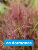 Drosera binata var multifida extrema plante carnivore