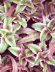 Plantes terrariums Cryptanthe bivittatus pink