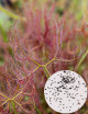 Graines de Drosera binata var multifida extrema Plante carnivore