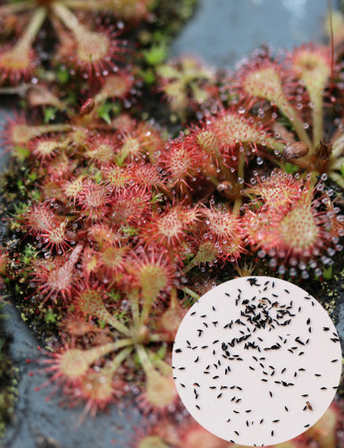 Seeds of Drosera spatulata sp. Carnivorous plant