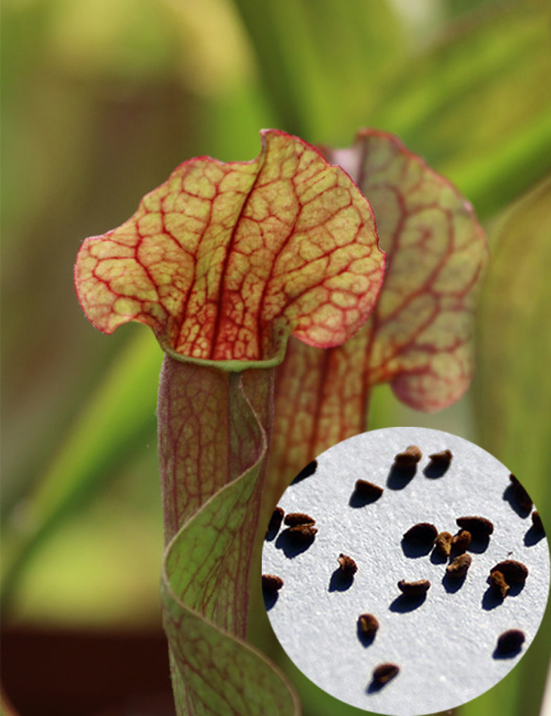 Seeds of Sarracenia x mitchelliana x (purpurea x oreophila)