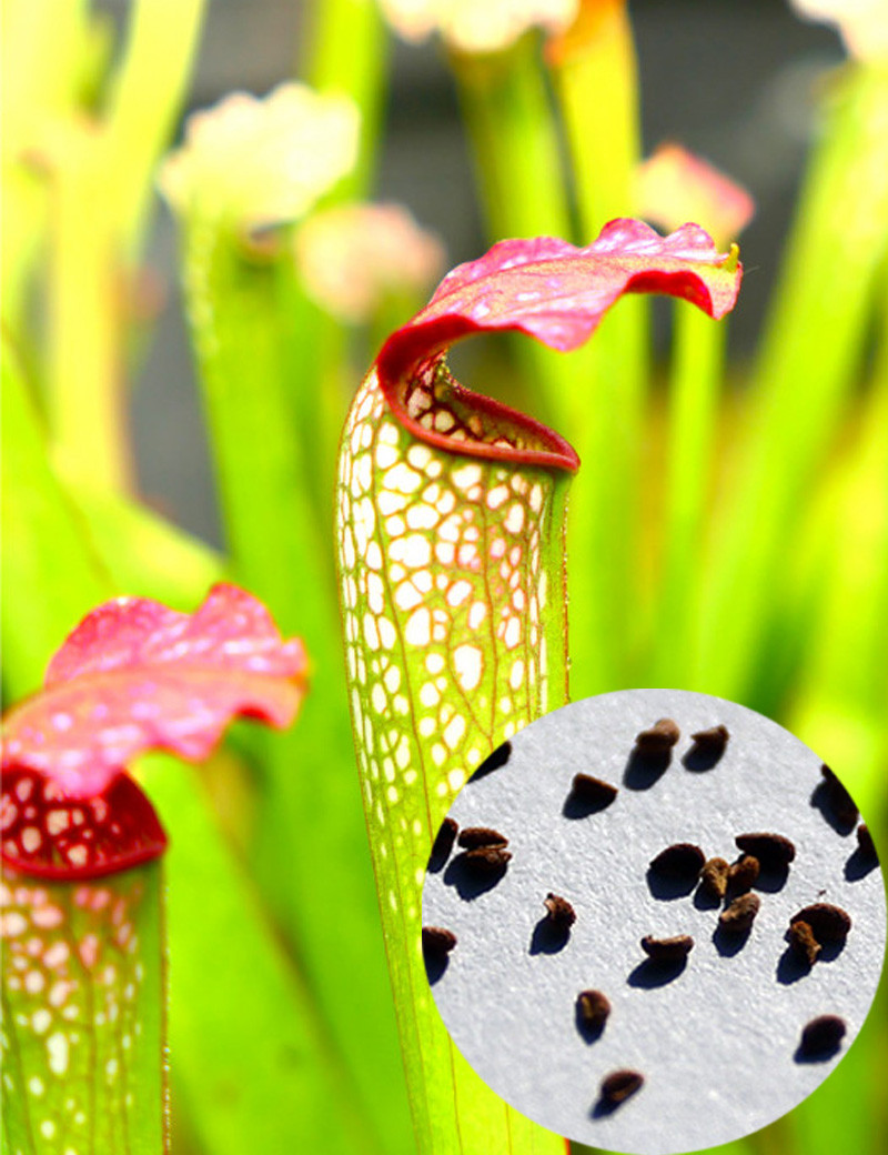 copy of Graines de Sarracenia Stevensii