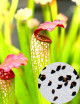 Sarracenia x excellens x rubra seeds