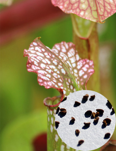 Sarracenia x excellens x minor x leucophylla Plante carnivore